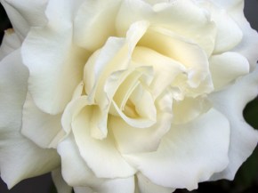 White_Rose