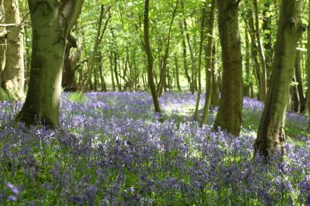 Bluebells on The Wrekin Bluebells on The Wrekin