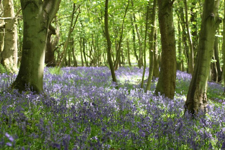 Bluebells on The Wrekin