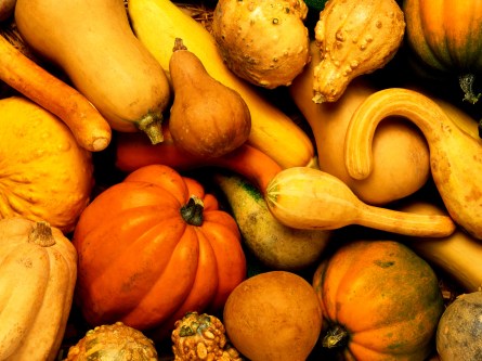 harvest time harvest time